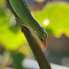 close-up juvenile green lizard (anole carolinensis) on vine