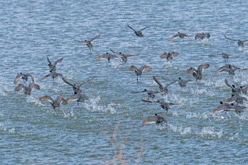 A Flock Of Migrating American Coots Taking Off