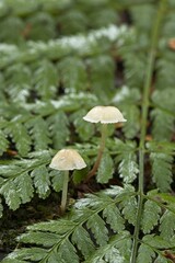 Two small capped mushrooms.
