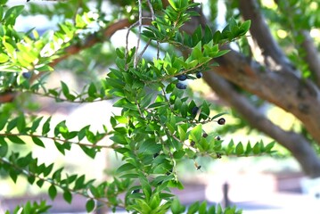 Myrtle ( Myrtus communis ) tree. Myrtaceae ebergreen shrub. The branches give flavor to mutton dishes, and the berries ripen in late autumn and are edible.