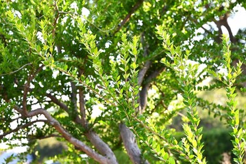 Myrtle ( Myrtus communis ) tree. Myrtaceae ebergreen shrub. The branches give flavor to mutton dishes, and the berries ripen in late autumn and are edible.