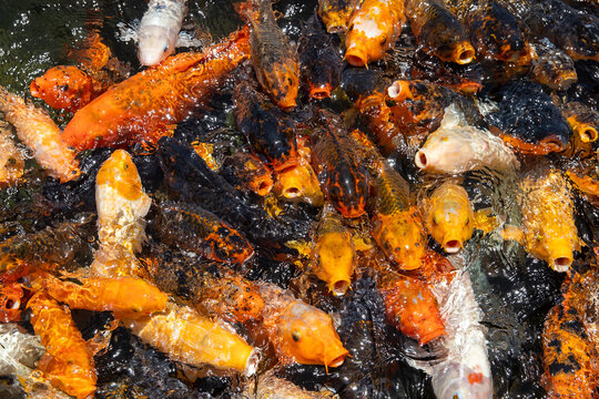 Large school of colorful orange and black Koi fish splasing on the surface of the water with their mouth open begging for ood. 