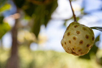 Fresh tropical noni fruit hanging from a tree branch on the vine. Morinda citrifolia is also known as  great morinda, Indian mulberry, noni, beach mulberry, vomit fruit, awl tree, and cheese fruit