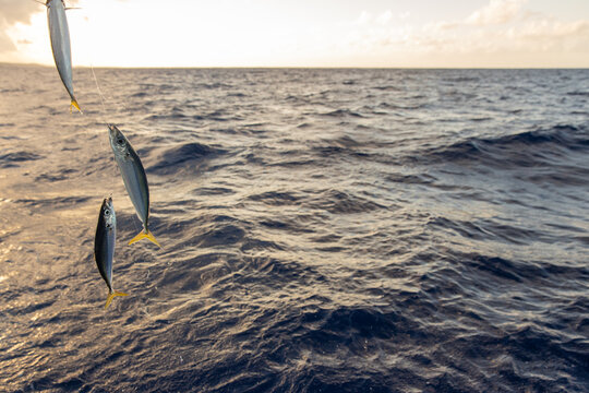 Fishing for bait fish on an ocean charter boat. 