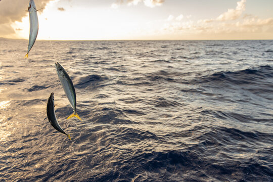 Fishing for bait fish on an ocean charter boat. 