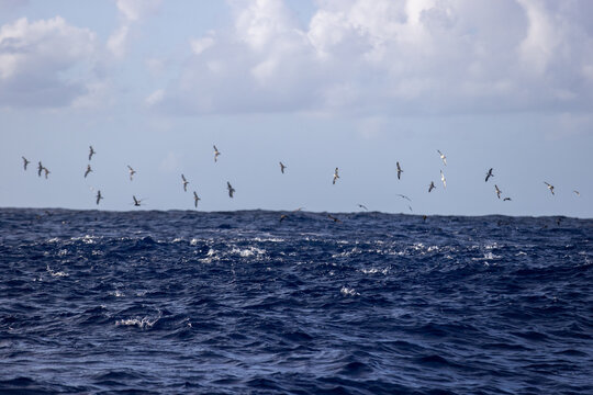 A flock of birds fly over the Pacific Ocean as a school of jack tuna fish swim underneath. This is a good sign for a fishing trip. 