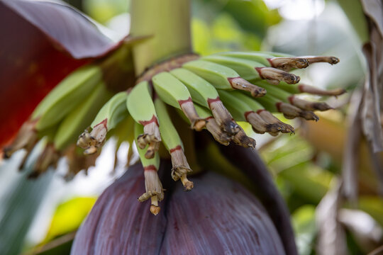 Fresh bananas growing on a banana tree in a tropical jungle on the island of Kauai in Hawaii