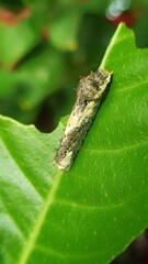 caterpillar