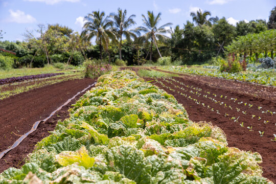 Tropical Hawaii island farm growing various produce including lettuce, herbs, and vegetables in rich productive soil. 