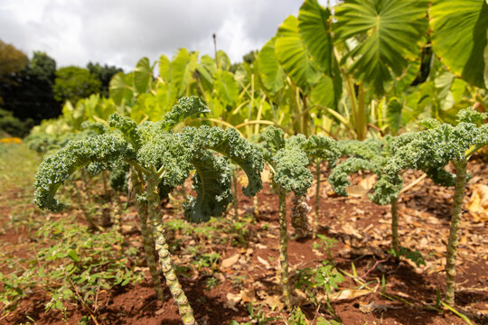 Tropical Hawaii island farm growing various produce including lettuce, herbs, and vegetables in rich productive soil. 