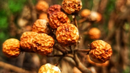 small flowers in the bush