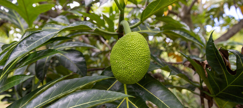 Large jack fruit growing on a tree in a tropical island jungle. 