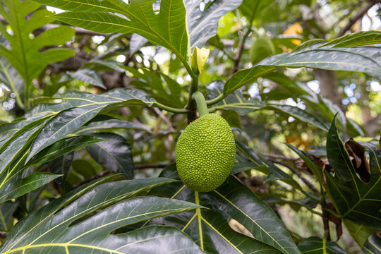 Large jack fruit growing on a tree in a tropical island jungle. 