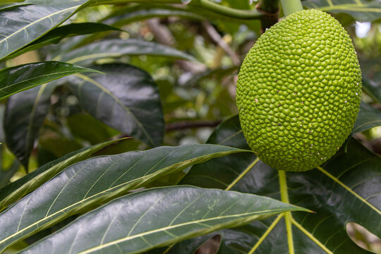 Large jack fruit growing on a tree in a tropical island jungle. 