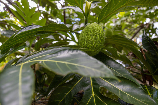 Large jack fruit growing on a tree in a tropical island jungle. 