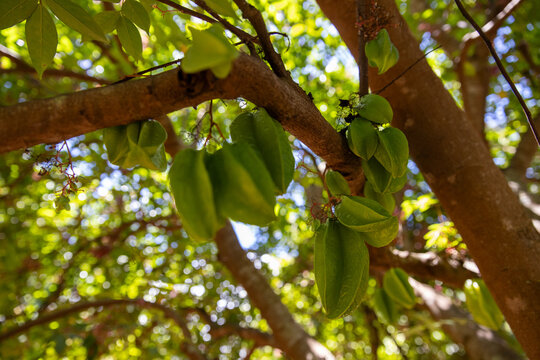 Fresh green star fruit hanging from a tree in Hawaii.