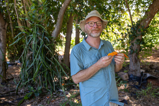 Tourist man wearing a floppy hat in a tropical island jungle eating fresh picked fruit. 