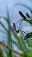 Obraz premium little flower