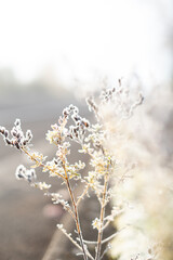 Frosted Flowers in the morning