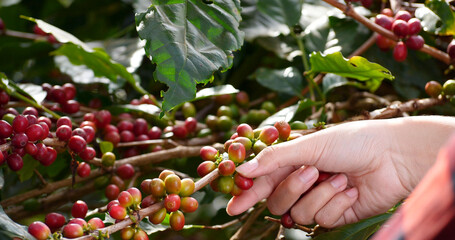 Coffee plant farm woman Hands harvest raw coffee beans. Ripe Red berries plant fresh seed coffee...