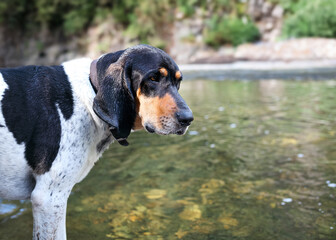 Scent dog standing at the water looking at something. Side profile of extra large black and white puppy dog enjoying the riverwalk. 2 year old male Bluetick Coonhound dog or coon dog. Selective focus.