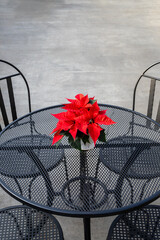 Classic red poinsettia plant, Christmas decoration, on a metal patio table with chairs
