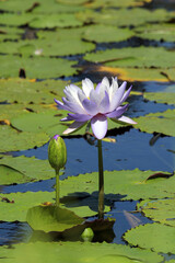 Purple lotus water lily flower and lily pads on a pond of water