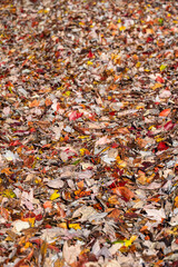 Autumn nature background of colorful fall leaves on the ground, maple and cottonwood, on a sunny fall day
