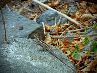lizard on the rocks
