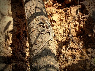 bark of a tree