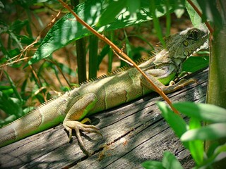 iguana on a tree