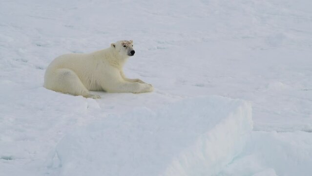 Polar bear resting on ice in Arctic