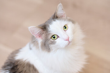 Close-up of white cat looking at camera