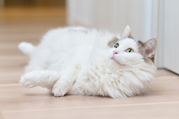 Close-up of white cat relaxing on wooden flooring