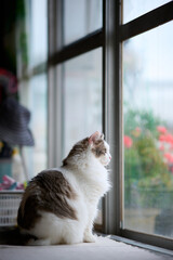 Portrait of white cat looking out of the window