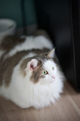 High angle view of white cat relaxing on wooden flooring