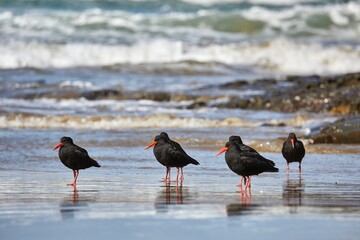 Oystercatchers in a line