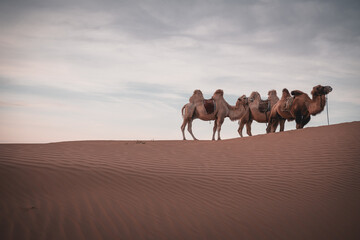 In China's Inner Mongolia, desert camel at sunset, Baotou, China