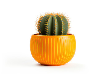 cactus in an orange pot isolated on a white background