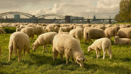 Sheep graze in a clearing with a background of the Cologne bridge. High quality photo