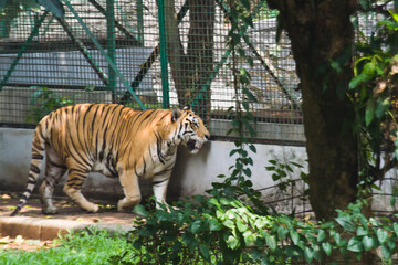 Big sumatran tiger in the zoo