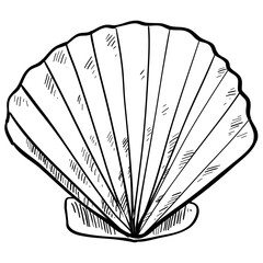 shell beach handdrawn illustration 