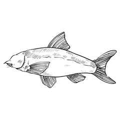 Fototapeta premium fish hand drawn illustration