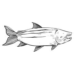fish hand drawn illustration