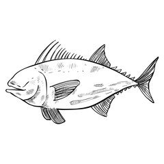 fish hand drawn illustration