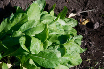 美味しい小松菜の収穫イメージ