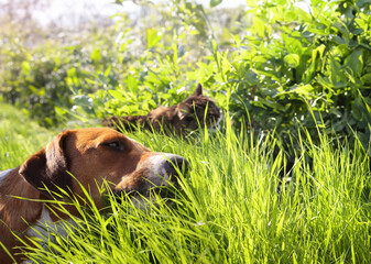 Happy dog eating grass with defocused cat eating grass. Cat and dog standing in meadow while chewing on long grass blades. Why cats or dogs eat grass concept. Pet friends. Selective focus on face.