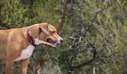 Curious dog looking at something in front of nature background. Side profile of medium sized puppy...