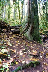 autumn in the forest