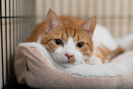 one year old pet portrate of an orange cat in a black cage laying on a soft bed pearing at the camera sleeply